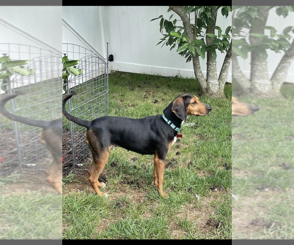 Medium Photo #19 Black and Tan Coonhound Puppy For Sale in Westminster, MD, USA