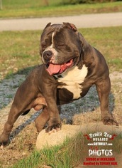 Bullypit Puppy for sale in STROUDSBURG, PA, USA