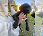 Puppy Puppy 2 Cane Corso
