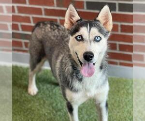 - Mix Dogs for adoption in Edmond, OK, USA