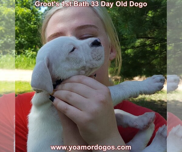 Medium Photo #57 Dogo Argentino Puppy For Sale in JANE, MO, USA