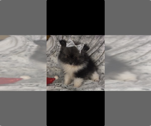 Medium Photo #13 Pomeranian Puppy For Sale in HARRISVILLE, MI, USA