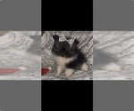 Small Photo #13 Pomeranian Puppy For Sale in HARRISVILLE, MI, USA