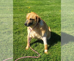 Golden Labrador Dogs for adoption in Mt. Gilead, OH, USA