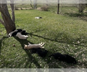 Labradoodle Puppy for sale in WILLCOX, AZ, USA