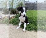 Small #9 Australian Shepherd Mix