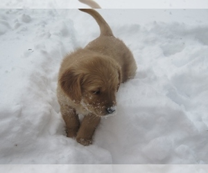 Golden Retriever Puppy for sale in EAST SPARTA, OH, USA