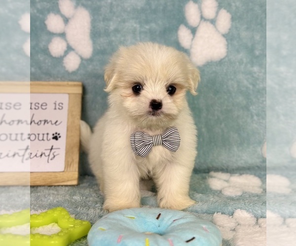Medium Photo #8 Mal-Shi Puppy For Sale in NOBLESVILLE, IN, USA