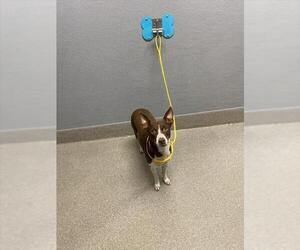 Mutt Dogs for adoption in Las Vegas, NV, USA