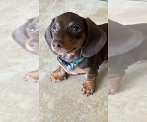 Dachshund Puppy for sale in HUNTINGTON BEACH, CA, USA