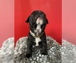 Small Photo #25 French Bulldog Puppy For Sale in NEWARK, NJ, USA