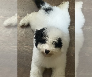 Miniature Bernedoodle Puppy for sale in MOBERLY, MO, USA