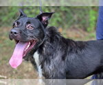 Small #1 Mutt