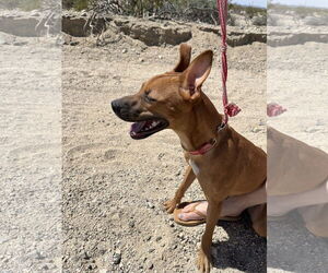 Harlie - Female Labrador Retriever-Unknown Mix Dog for Adoption - Photo #2