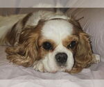 Small #4 Cavalier King Charles Spaniel