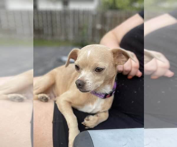 Medium Photo #3 Chihuahua-Unknown Mix Puppy For Sale in Rochester, NY, USA