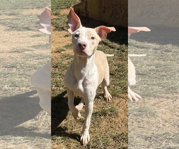 Medium Photo #1 American Pit Bull Terrier-Unknown Mix Puppy For Sale in Wetumpka, AL, USA