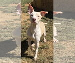 261487  Creme Saver - Male American Pit Bull Terrier-Unknown Mix Dog for Adoption - Small photo