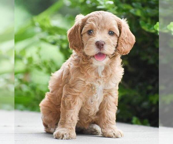 Medium Photo #3 Cavapoo Puppy For Sale in LITITZ, PA, USA