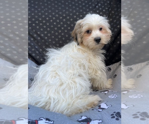 Medium Photo #3 Zuchon Puppy For Sale in RENO, NV, USA