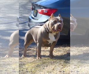 Mother of the American Bully puppies born on 05/02/2022