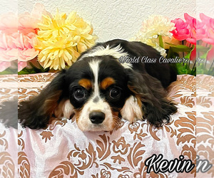 Cavalier King Charles Spaniel Puppy for sale in MIAMI, FL, USA