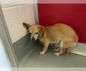 Chihuahua-Unknown Mix Dogs for adoption in Visalia, CA, USA