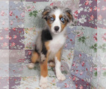 Small #2 Miniature Australian Shepherd