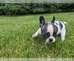 Small #2 Faux Frenchbo Bulldog