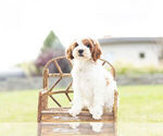 Small Photo #1 Cavapoo Puppy For Sale in WARSAW, IN, USA