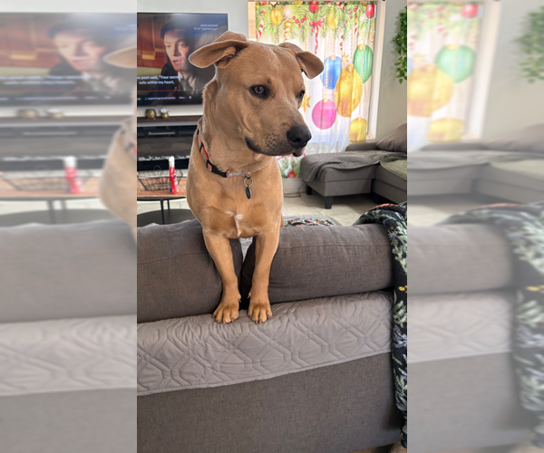 Medium Photo #2 American Pit Bull Terrier-Labrador Retriever Mix Puppy For Sale in Chandler, AZ, USA