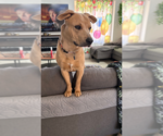 Small Photo #2 American Pit Bull Terrier-Labrador Retriever Mix Puppy For Sale in Chandler, AZ, USA