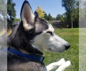 Siberian Husky Dogs for adoption in Omaha, NE, USA