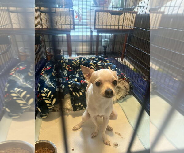 Medium Photo #4 Chihuahua Puppy For Sale in Aurora, IN, USA