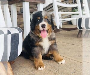 Bernedoodle (Miniature) Puppy for sale in GORDONVILLE, PA, USA