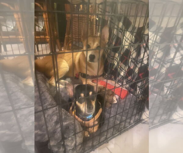 Medium Photo #4 Carolina Dog Puppy For Sale in Tampa, FL, USA