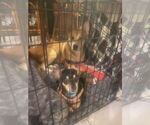Small #3 Carolina Dog