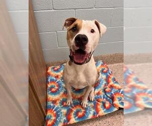 American Pit Bull Terrier Dogs for adoption in Brighton, CO, USA