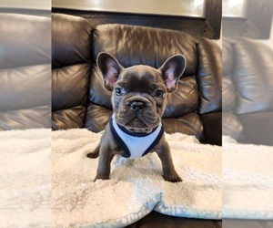 French Bulldog Puppy for sale in LOS ANGELES, CA, USA