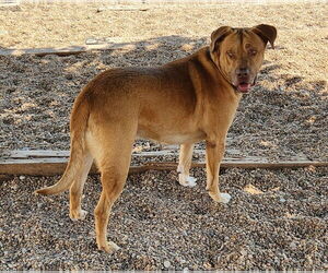 Buck - Male American Pit Bull Terrier-Unknown Mix Dog for Adoption - Photo #5