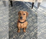 Small #4 Labrador Retriever Mix