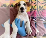 Small #11 American Pit Bull Terrier Mix