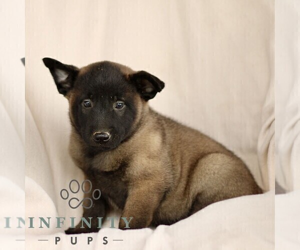 Medium Photo #5 Belgian Malinois Puppy For Sale in RONKS, PA, USA
