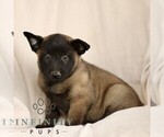 Small #4 Belgian Malinois