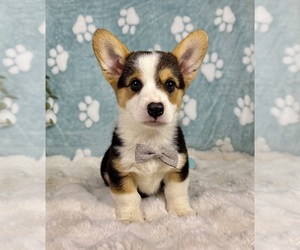 Pembroke Welsh Corgi Puppy for sale in NOBLESVILLE, IN, USA