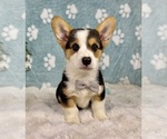 Small Pembroke Welsh Corgi
