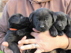 Small Photo #14 Labrador Retriever Puppy For Sale in FORT RECOVERY, OH, USA
