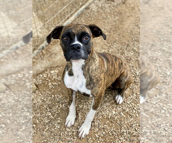 Medium Photo #2 Boxer Puppy For Sale in Austin, TX, USA
