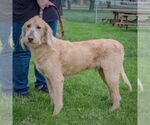 Small #3 Golden Retriever Mix