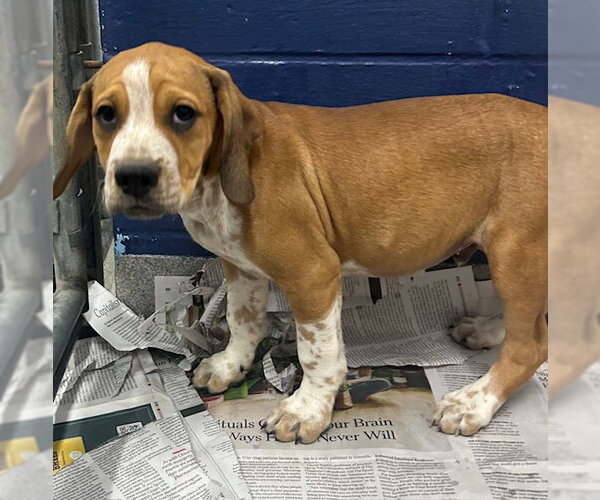 Medium Photo #1 Mutt Puppy For Sale in Sterling, MA, USA